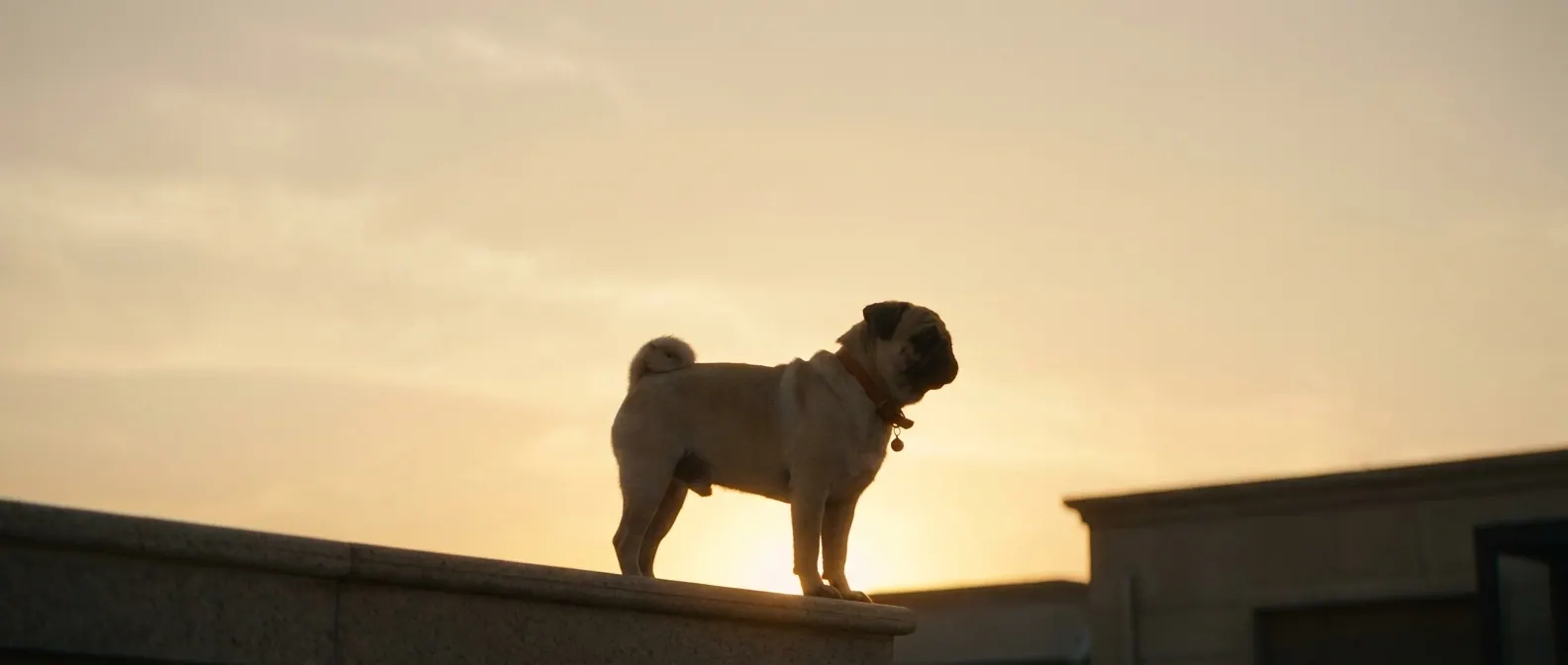 Rooftop dusk silhouette with pet and owner